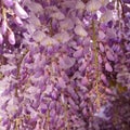 Wisteria sinensis