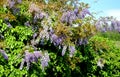 Wisteria sinensis They are woody vines with rich clusters of butterfly flowers. Some species are grown as ornamental trees Royalty Free Stock Photo