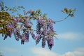 Wisteria sinensis They are woody vines with rich clusters of butterfly flowers. Some species are grown as ornamental trees Royalty Free Stock Photo