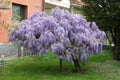 Wisteria tree Royalty Free Stock Photo