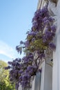 Wisteria tree in full bloom growing outside a white painted house in Kensington London. Royalty Free Stock Photo