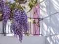 Wisteria tree in full bloom growing outside a white painted house with pink door in London Royalty Free Stock Photo