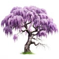 Wisteria tree japanese tree blooming, Purple flower, isolated on white background