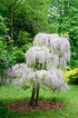 Wisteria tree Royalty Free Stock Photo