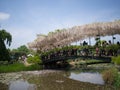 Wisteria Trellis of Ashikaga Flower Park, Tochigi, Japan