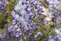 Wisteria trellis. great views creepers flowers spring, light purple, wysteria