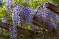 Wisteria trellis