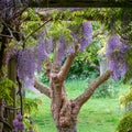 Wisteria tunnel at Eastcote House Gardens, London Borough of Hillingdon. Photographed on a sunny day in mid May. Royalty Free Stock Photo