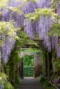 Wisteria tunnel at Eastcote House Gardens, London Borough of Hillingdon. Photographed on a sunny day in mid May.