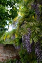 Wisteria tunnel at Eastcote House Gardens, London Borough of Hillingdon. Photographed on a sunny day in mid May. Royalty Free Stock Photo