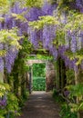 Wisteria tunnel at Eastcote House Gardens, UK. Photographed on a sunny day in spring when the purple flowers are in full bloom.