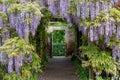 Wisteria tunnel at Eastcote House Gardens, London Borough of Hillingdon. Photographed on a sunny day in mid May. Royalty Free Stock Photo