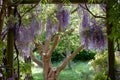 Wisteria tunnel at Eastcote House Gardens, London Borough of Hillingdon. Photographed on a sunny day in mid May. Royalty Free Stock Photo