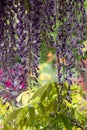 Wisteria tunnel at Eastcote House Gardens, London Borough of Hillingdon. Photographed on a sunny day in mid May. Royalty Free Stock Photo