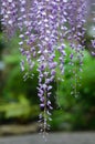 Wisteria tunnel, the fantastical world full of Wisteria flowers Royalty Free Stock Photo