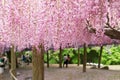 Wisteria tunnel, the fantastical world full of Wisteria flowers