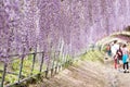 Wisteria tunnel, the fantastical world full of Wisteria flowers Royalty Free Stock Photo