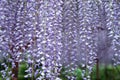 Wisteria tunnel, the fantastical world full of Wisteria flowers Royalty Free Stock Photo