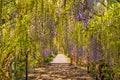 Wisteria Tunnel, Hampton Court, Herefordshire, England. Royalty Free Stock Photo