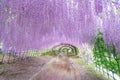 The great wisteria flower arch. Wisteria Tunnel at Kawachi Fuji Garden Fukuoka, Japan