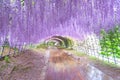 The great wisteria flower arch. Wisteria Tunnel at Kawachi Fuji Garden Fukuoka, Japan