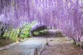 Wisteria Tunnel at Kawachi Fuji Garden