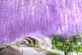 Wisteria Tunnel at Kawachi Fuji Garden