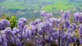 Wisteria in Tuscany Royalty Free Stock Photo