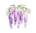 Wisteria tweeg on an isolated white background, watercolor illustration, botanical painting, spring clipart