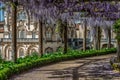 Wisteria walk at Bussaco Palace, Portugal