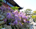 Wisteria at Yuyuan Gardens, Shanghai, China Royalty Free Stock Photo