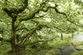 Ancient tree in Wistman\'s wood forest in Dartmoor, Devon, England Royalty Free Stock Photo