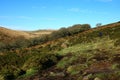 Wistman`s Wood Dartmoor England