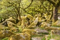 Wistman`s Wood Dartmoor