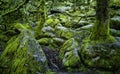 Wistman`s Wood National Nature Reserve - mystic high-altitude oakwood on valley of the West Dart River, Dartmoor, Devon, UK