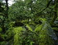 Wistman`s Wood National Nature Reserve - mystic high-altitude oakwood on valley of the West Dart River, Dartmoor, Devon, UK