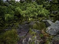 Wistman`s Wood National Nature Reserve - mystic high-altitude oakwood on valley of the West Dart River, Dartmoor, Devon, UK