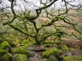 Wistman`s Wood oak woodland with green lichens and mosses, Dartmoor National Park, Devon, UK Royalty Free Stock Photo