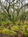 Wistman`s Wood oak woodland with green lichens and mosses, Dartmoor National Park, Devon, UK Royalty Free Stock Photo