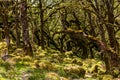 Wistman`s Wood. Old oak forest. Royalty Free Stock Photo