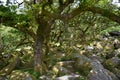 Wistman`s Wood, a small wood of dwarf oak trees, Dartmoor National Park, UK