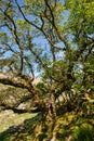 Wistman`s Woods Dartmoor