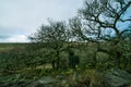 Wistman`s Woods Dartmoor