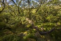 Aspects of Wistman`s Wood - an ancient landscape on Dartmoor, Devon, England