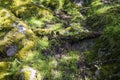 Aspects of Wistman`s Wood - an ancient landscape on Dartmoor, Devon, England