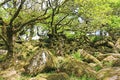 Wistmans wood in Dartmoor, Devon