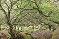 Wistmans Wood in Dartmoor, Devon