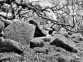 Wistmans wood in Devon - the druid`s stone?