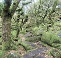 Wistmans wood in Devon - the most haunted? Royalty Free Stock Photo