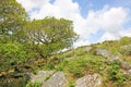 Wistmans Wood in the West Dart River Valley in Dartmoor, Devon